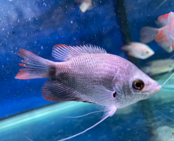 Red Tail Gaint Gourami