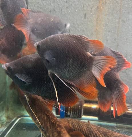 Red Tail Gaint Gourami