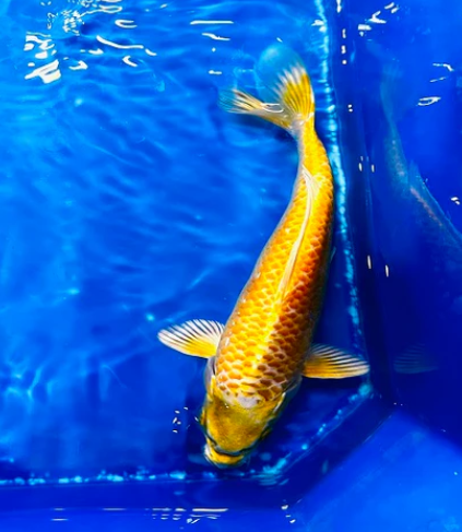 Yellow Gold Koi