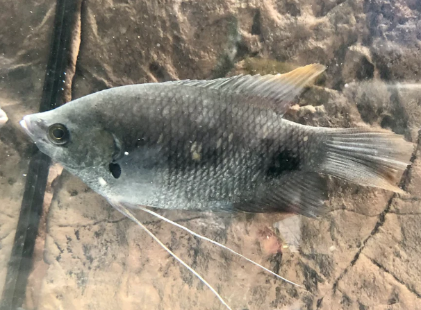 Red Tail Gaint Gourami