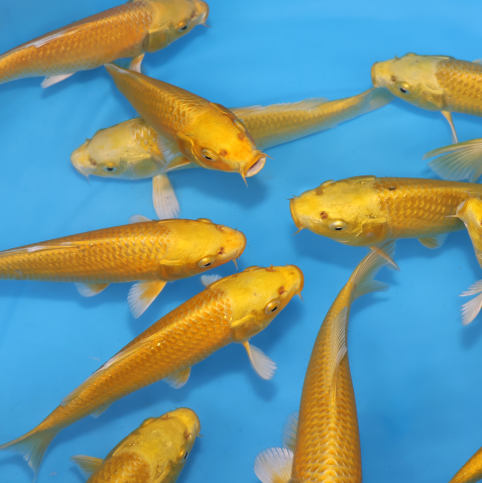 Yellow Gold Koi