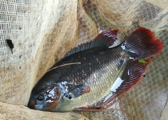 Red Tail Gaint Gourami