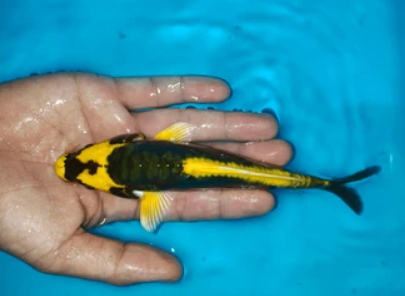 Kubuto Koi
