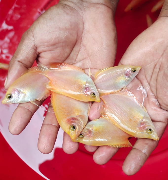Albino Gaint Gourami