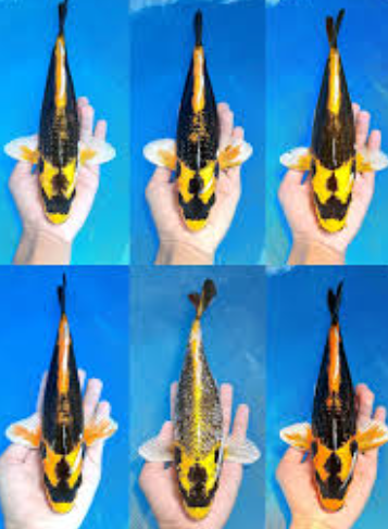 Kubuto Koi