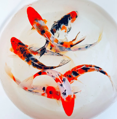 Tri color Koi