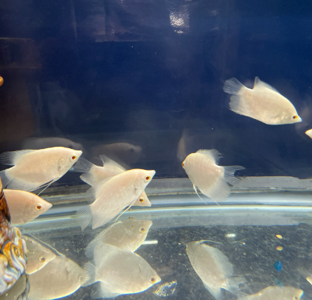 Albino Gaint Gourami