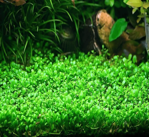 Carpet Seeds Packet
