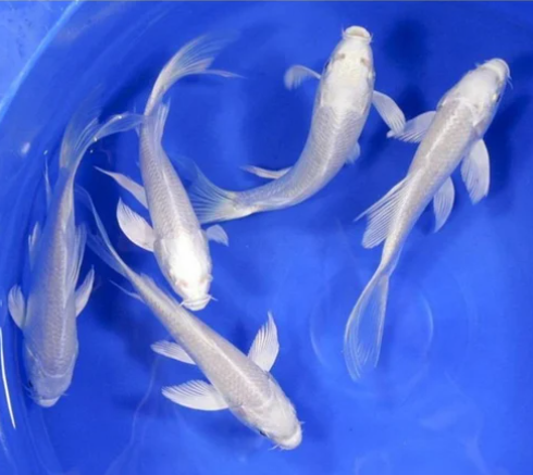 White Koi