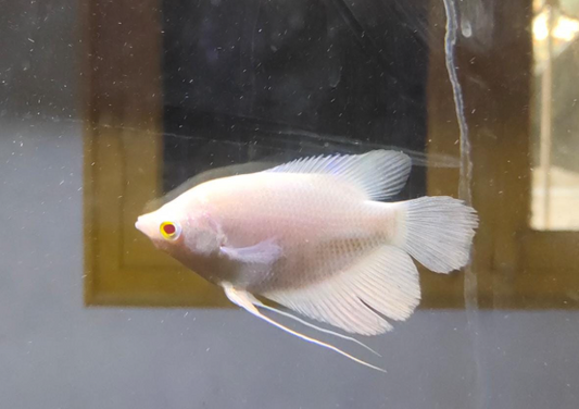 Albino Gaint Gourami