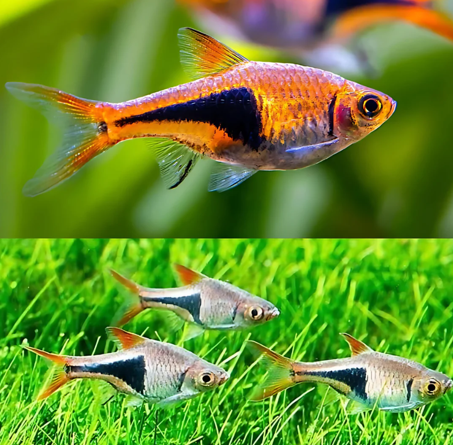 Harlequin Rasbora