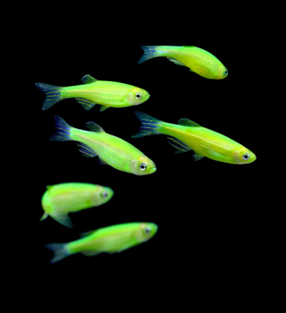 Green Glow Zebra