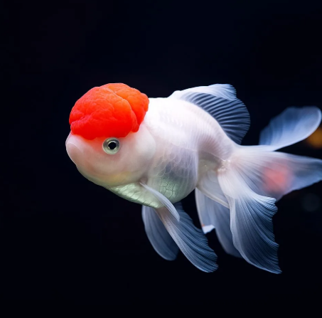 Red Cap gold fish