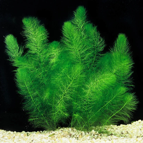 FoxTail Plant