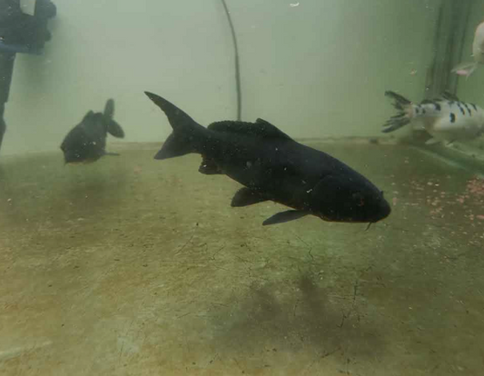 BLACK KOI
