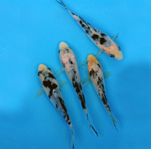 White and Black Koi Carp