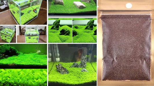 Carpet Seeds Packet