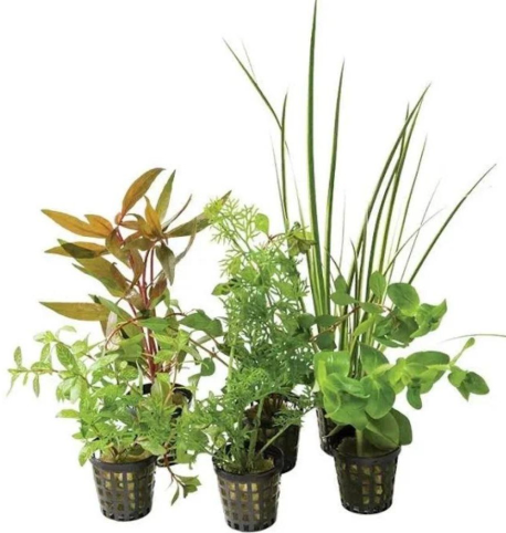 Mixed Plants Combo Pack of 6 Pots