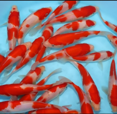 Japanese Koi patches Koi