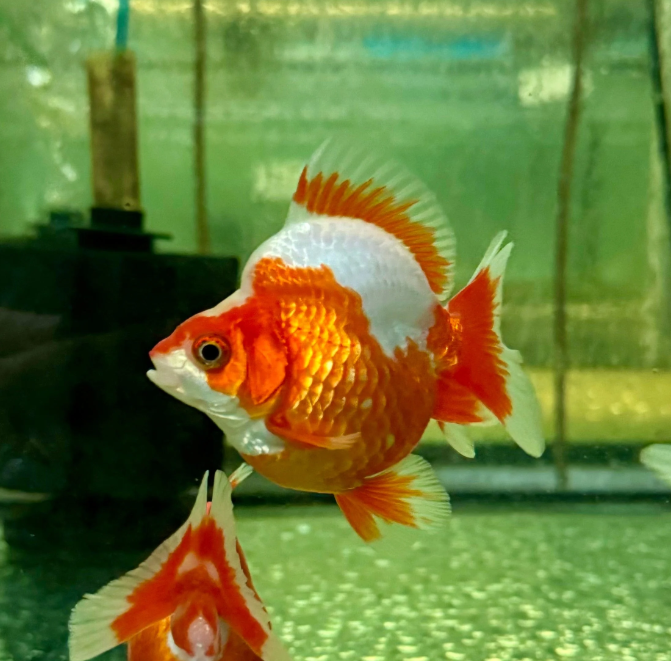 Ryukin goldfish