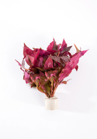 Plant Alternanthera