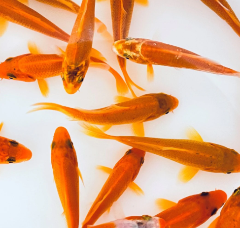 Oranage Koi