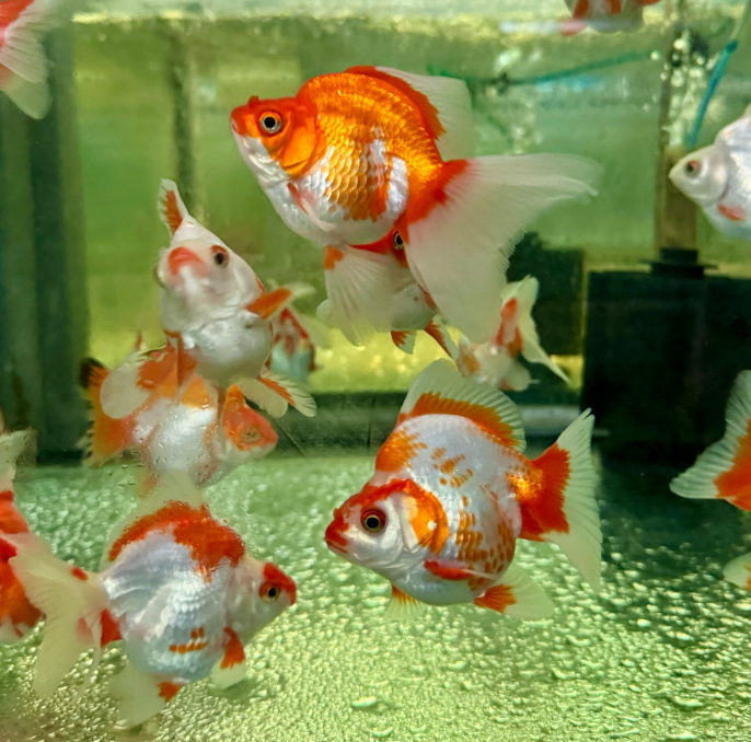 Ryukin goldfish