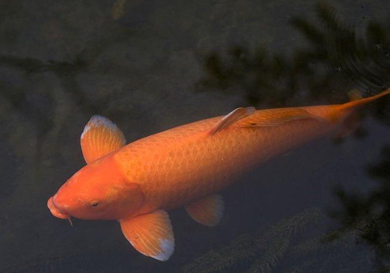 Oranage Koi