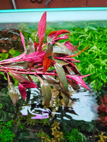 Plant Alternanthera