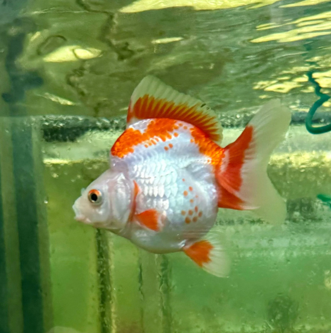 Ryukin goldfish