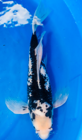 White and Black Koi Carp