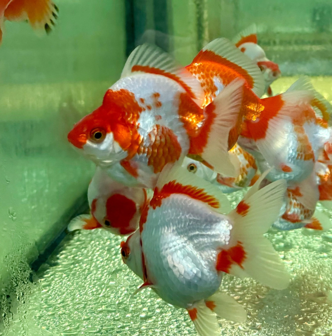 Ryukin goldfish