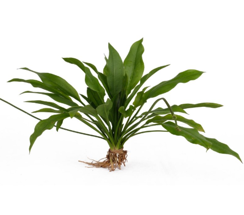Fern Plant