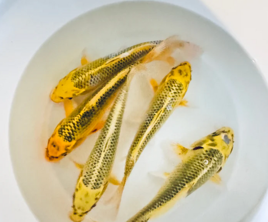 Yellow Mettalic Koi