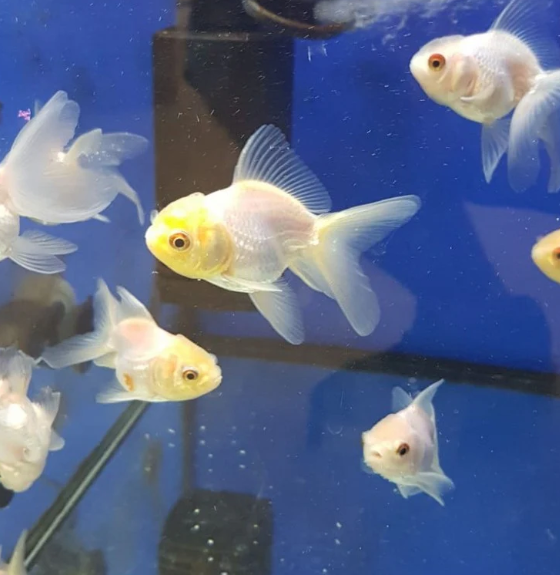 Gold Fish white