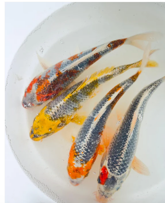 Mettalic Koi