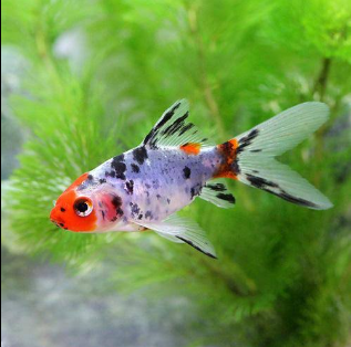 Sk Gold Fish