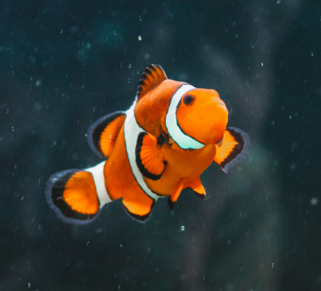 Clown Fish nemo