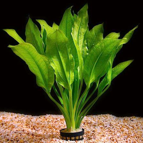 Echinodorus Plant