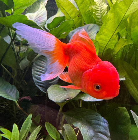 Lion Head Gold Fish