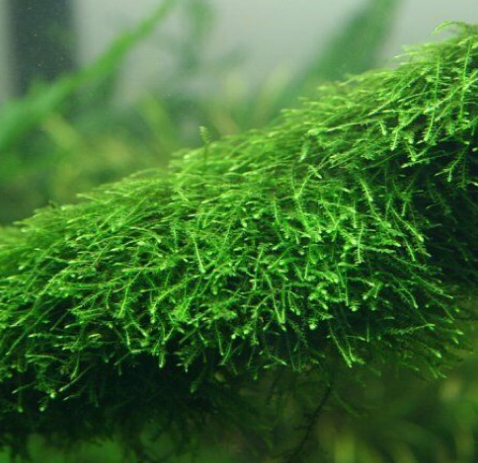 Vesicularia ferriei “Weeping” – Weeping Moss