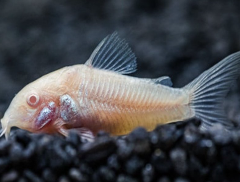 Albino Cory
