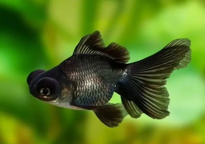 Black moose fish