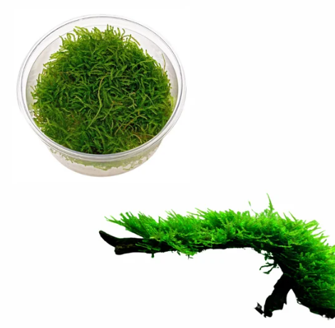 Vesicularia ferriei “Weeping” – Weeping Moss