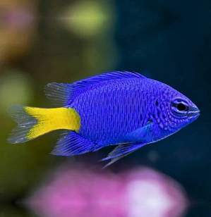Damsel Fish