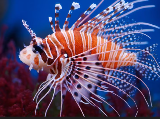 Lion Fish