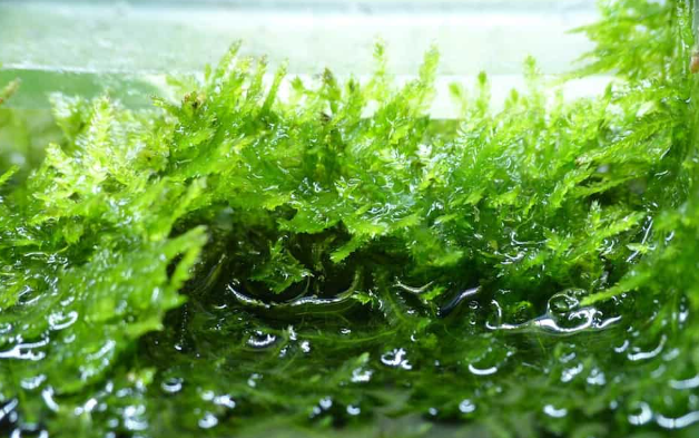 Vesicularia ferriei “Weeping” – Weeping Moss