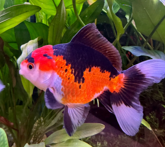 Apache Gold Fish