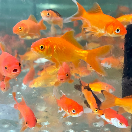 Gold Fish