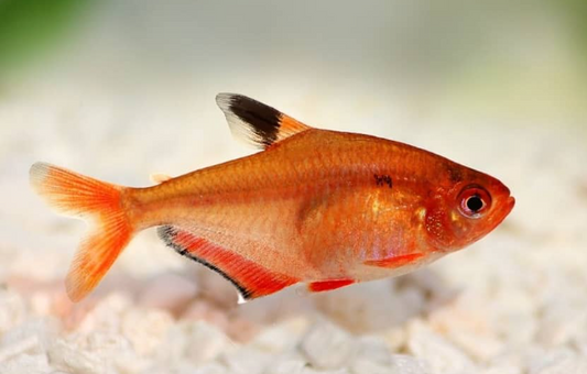 Serpae Tetra